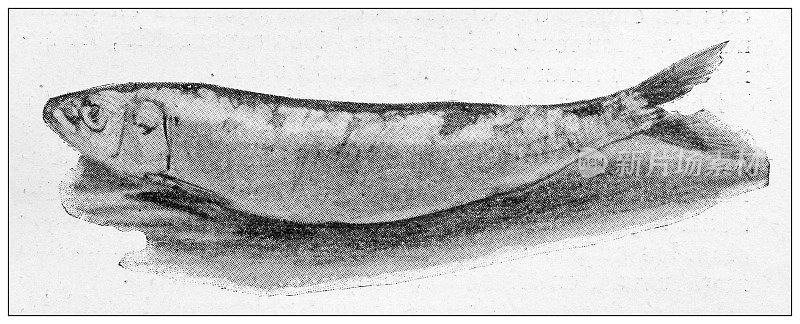 古代形象:沙丁鱼