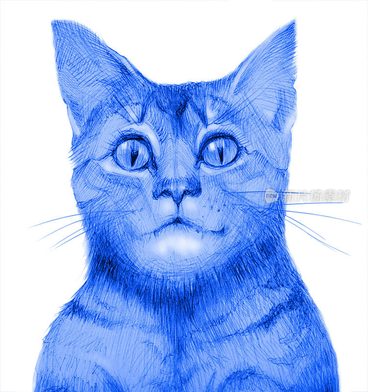 插图垂直铅笔画在白色背景上的猫的蓝色肖像