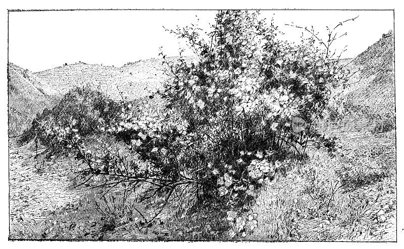 格里沃拉斯的《鲜花覆盖的岩石》
