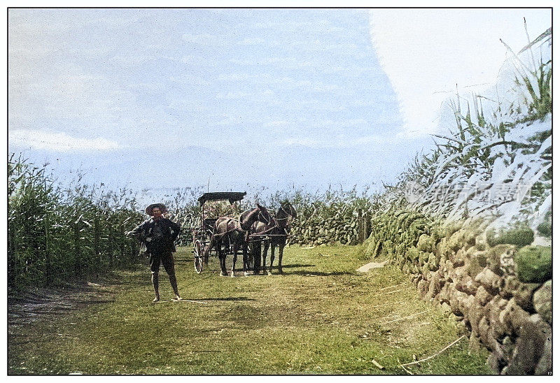 古董黑白照片:夏威夷考艾岛的甘蔗农场