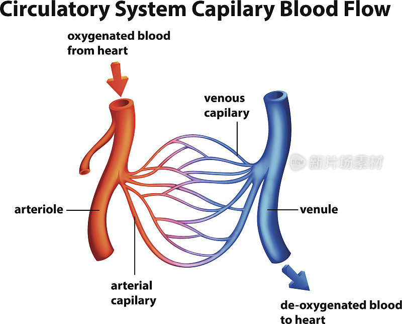 循环系统-毛细血管血流