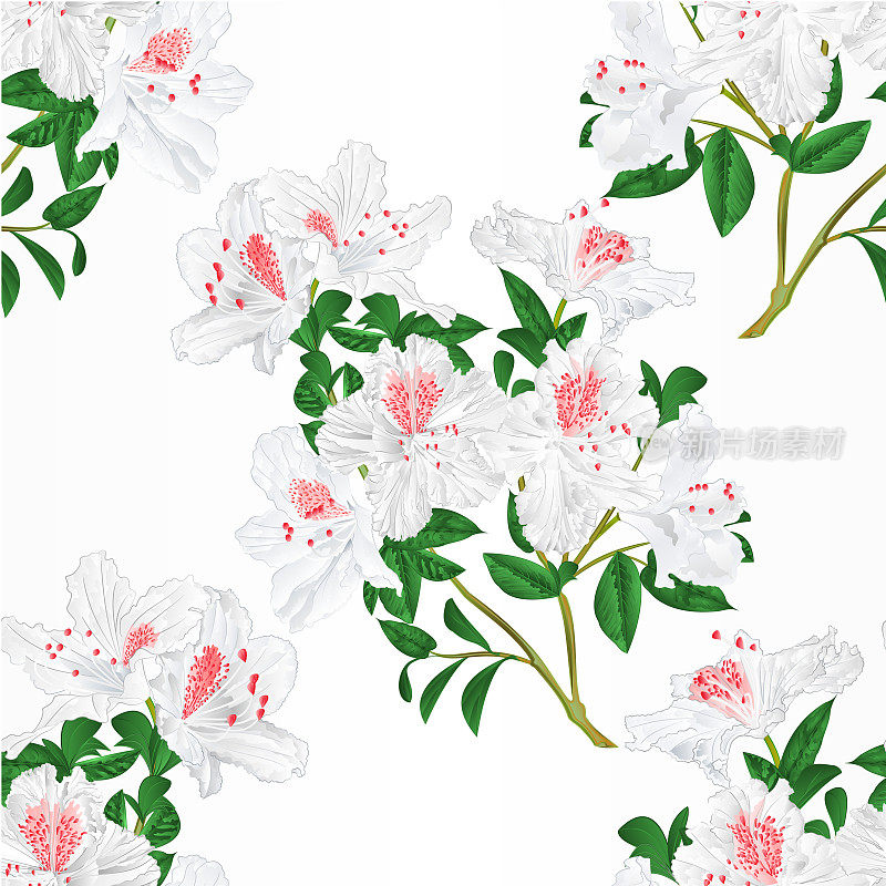 无缝纹理白色杜鹃花嫩枝与花和叶山地灌木复古矢量插图可编辑