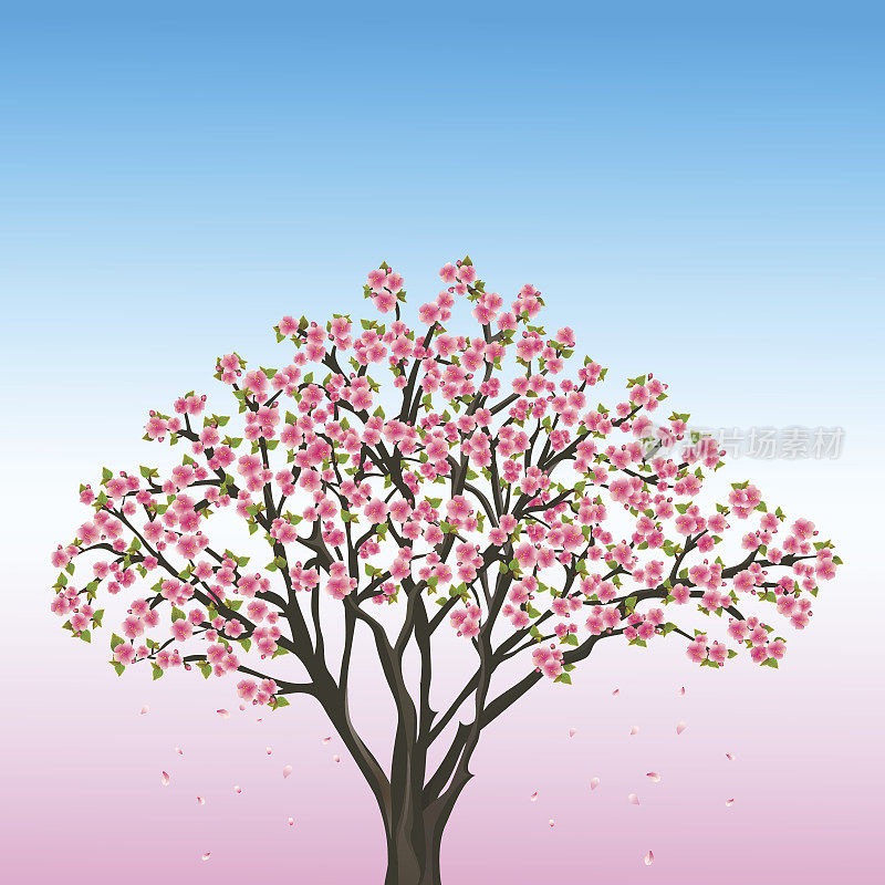美丽的春天背景与樱花-日本樱桃树