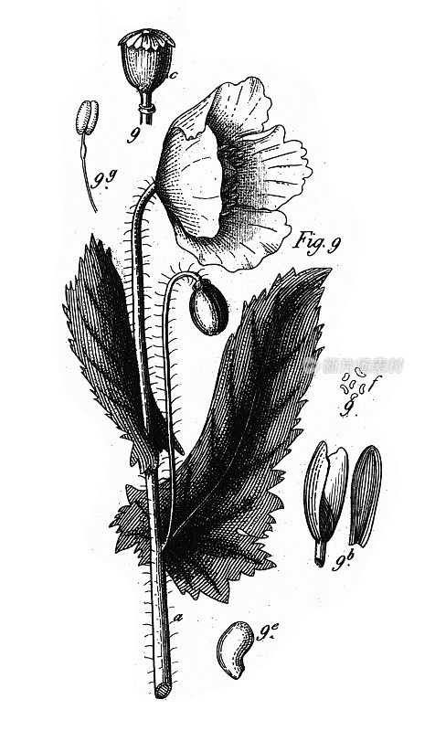 罂粟，毛茛科及其他科栽培植物雕刻古董插图，1851年出版