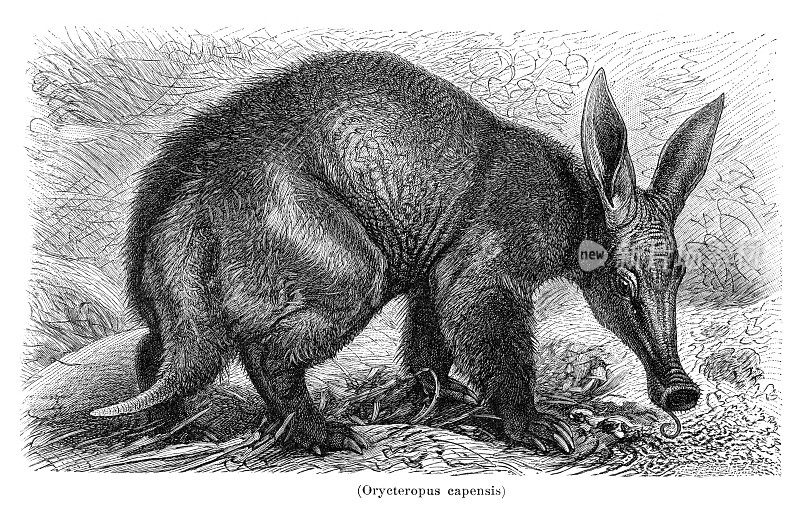 Aardvark插图1897