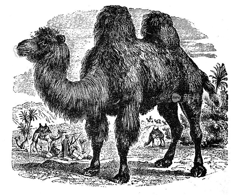 古董动物插图:骆驼