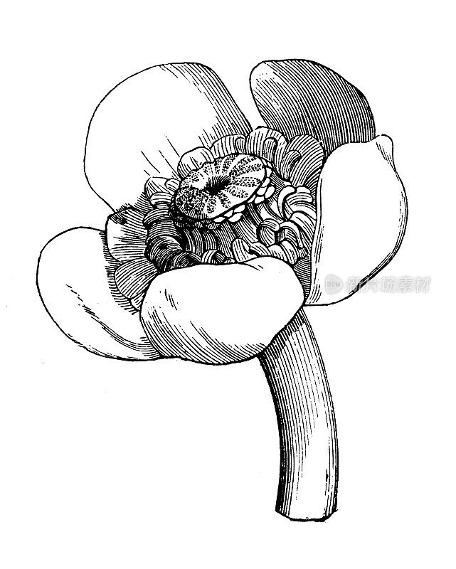 古植物学插图:木犀黄、黄睡莲