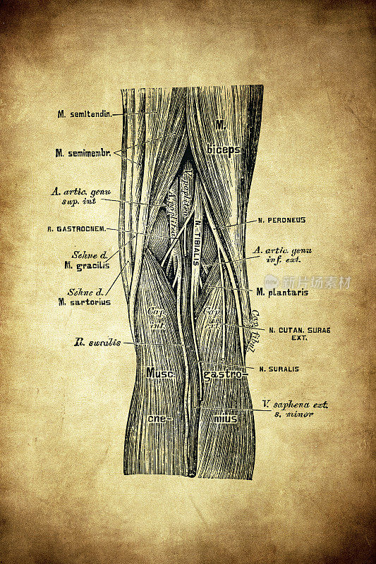 腿动脉的地形解剖