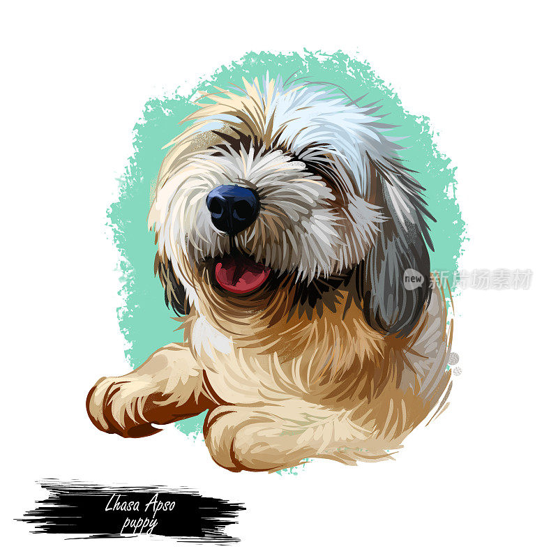 拉萨阿普索小狗西藏长毛纯种数字艺术。海报与文字和水彩肖像狗，家养动物与长毛。露出舌头的哺乳动物，纯种宠物狗友好的口鼻。