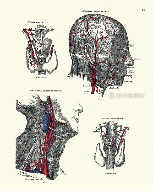 解剖学，动脉面和头皮，甲状腺，颈部，维多利亚解剖学绘图