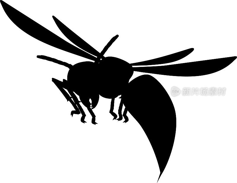 黑色的轮廓飞行的欧洲大黄蜂(黄蜂)孤立的白色背景