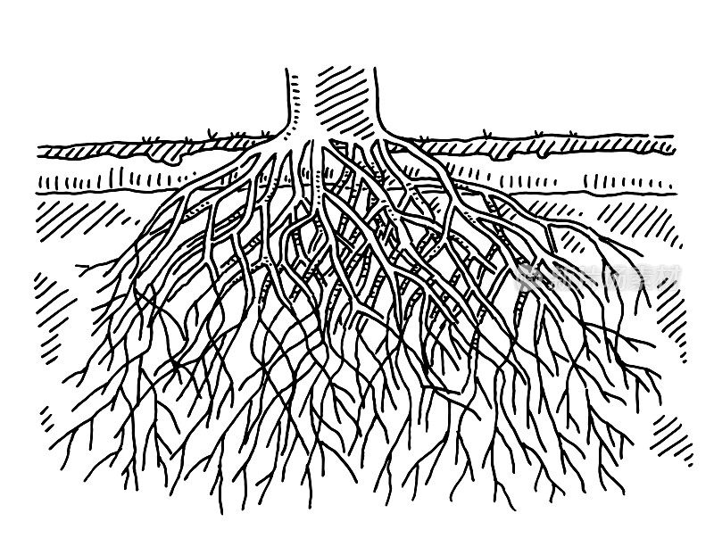 树根截面图