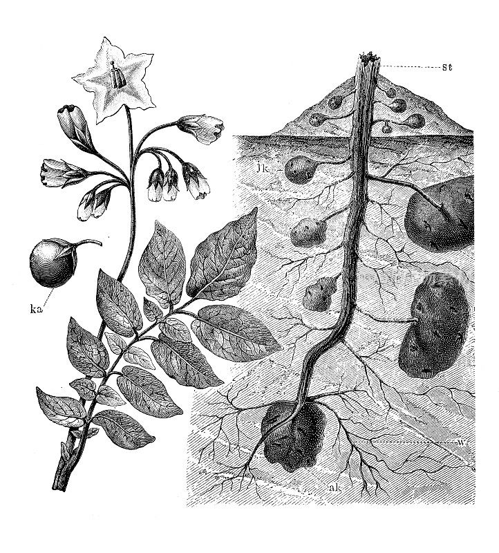 古董植物学插图:龙葵、马铃薯