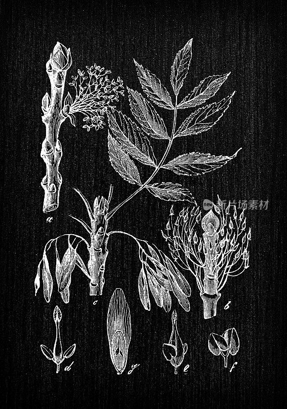 植物学植物仿古雕刻插画:白蜡树(ash)