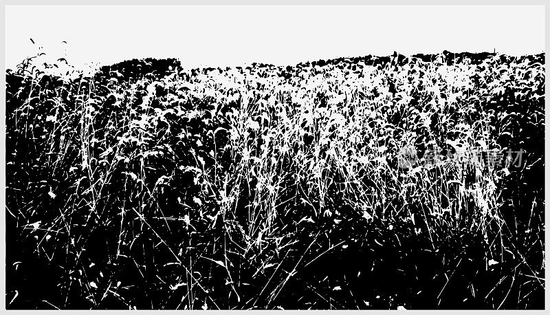 向量黑色和白色木刻风格的田野草绘画图案插图背景