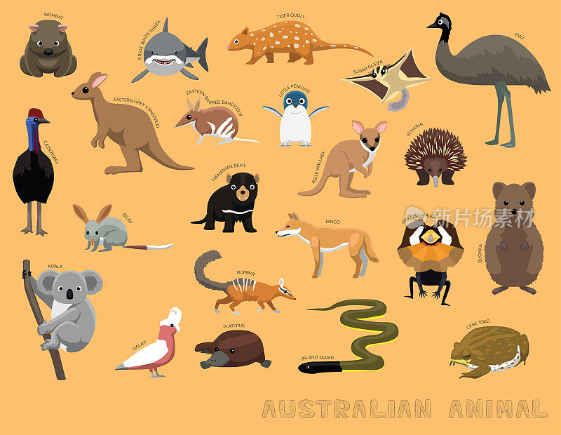 可爱的澳大利亚动物卡通矢量插画集识别