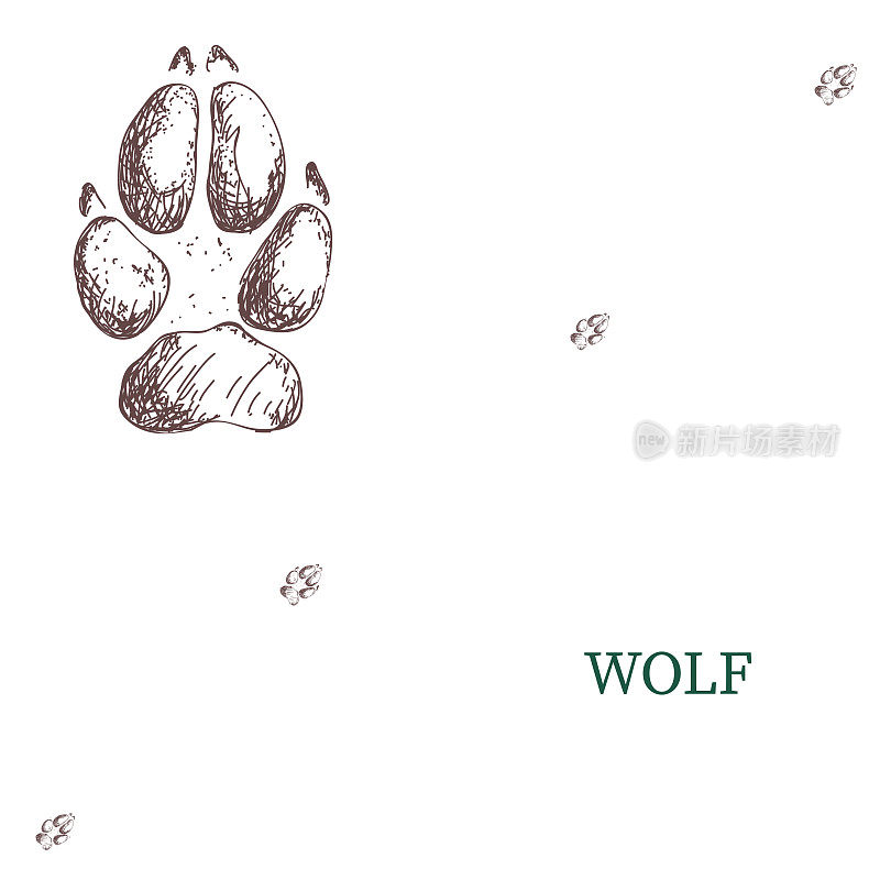 狼的脚印，脚印，足迹。松鼠的痕迹。典型的足迹