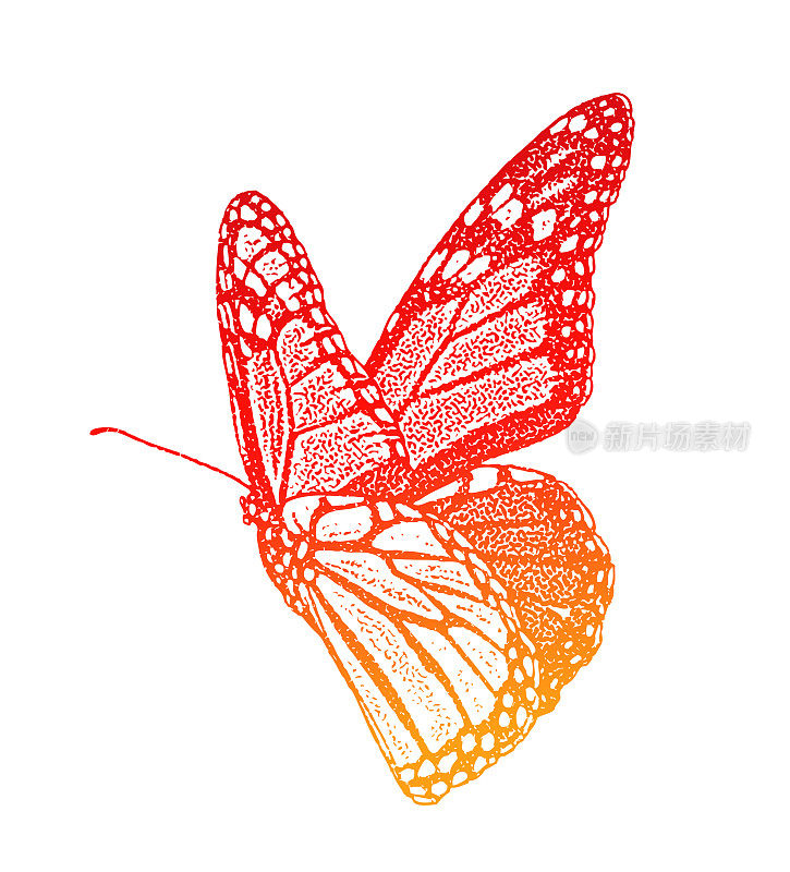 黑脉金斑蝶孤立在白色背景