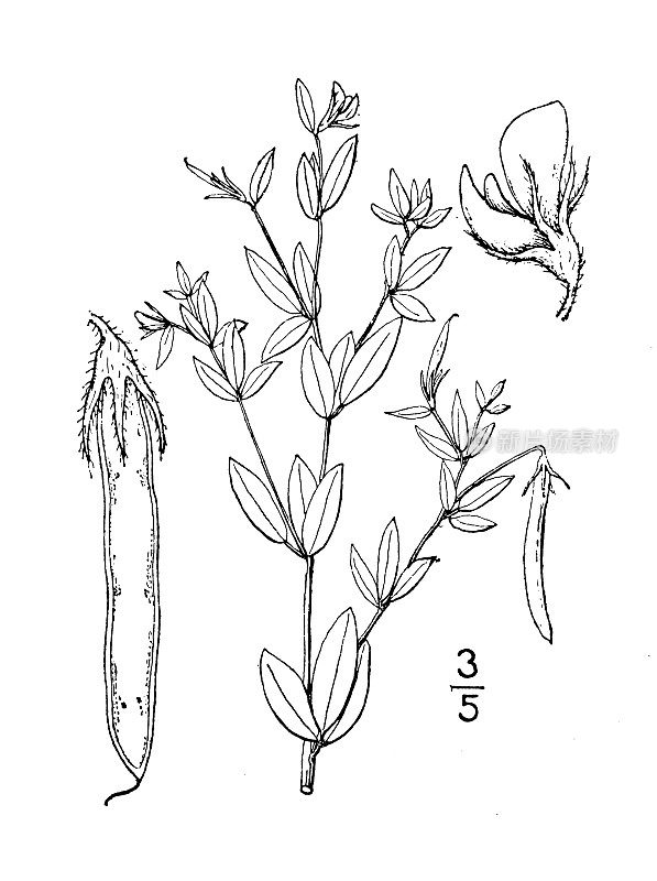 古植物学植物插图:美洲莲、草原鸟脚三叶草