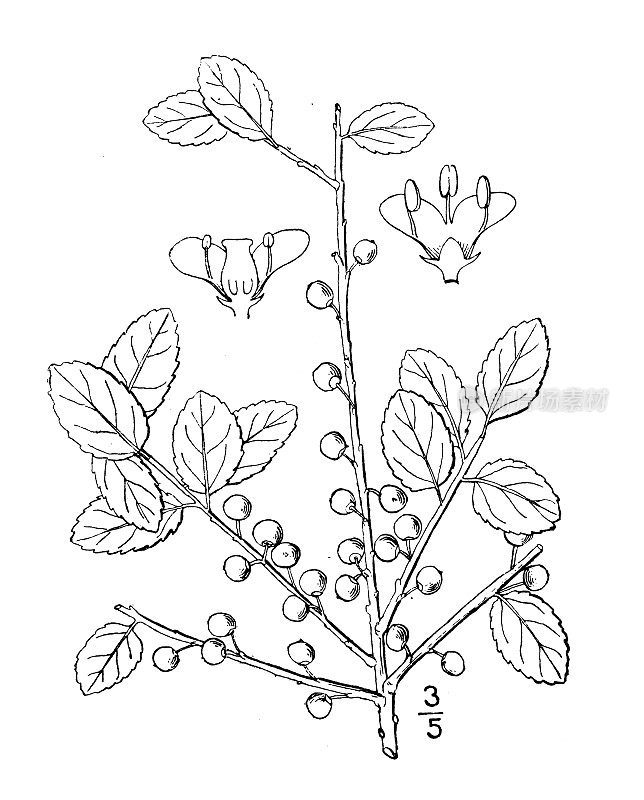 古植物学植物插图:冬青、卡塞纳、雅邦