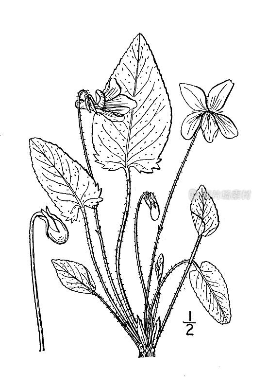 古植物学植物插图:卵形堇菜，卵形叶紫罗兰