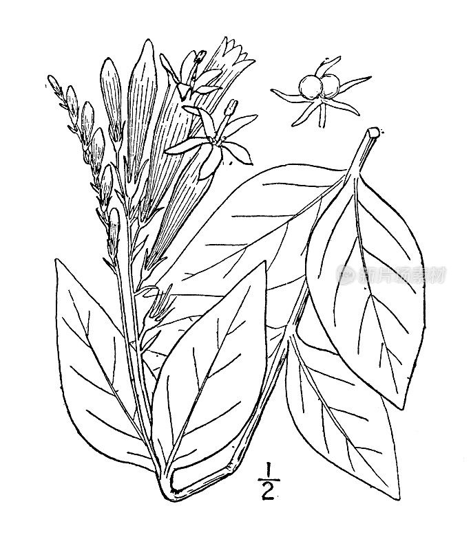 古植物学植物插图:Marylandica，印度粉