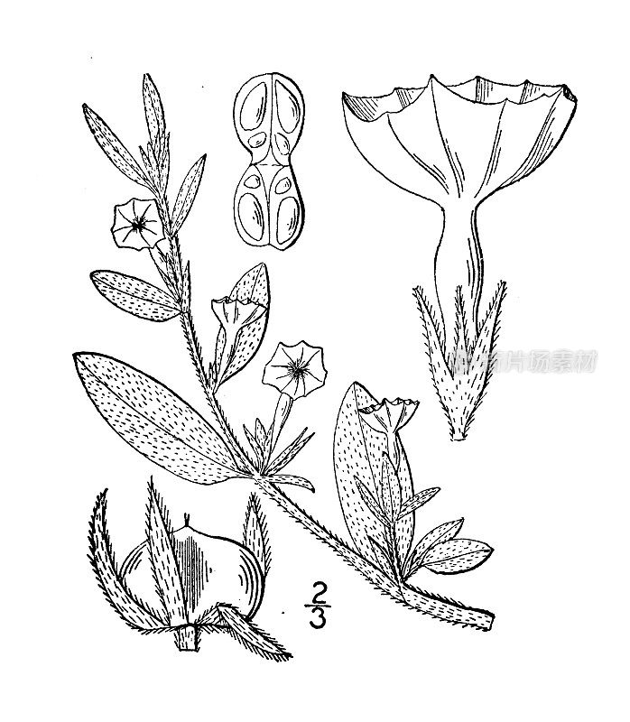 古植物学植物插图:旋花萱草、旋花萱草