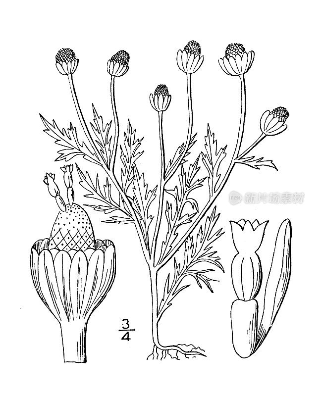 古植物学植物插图:母草、洋甘菊