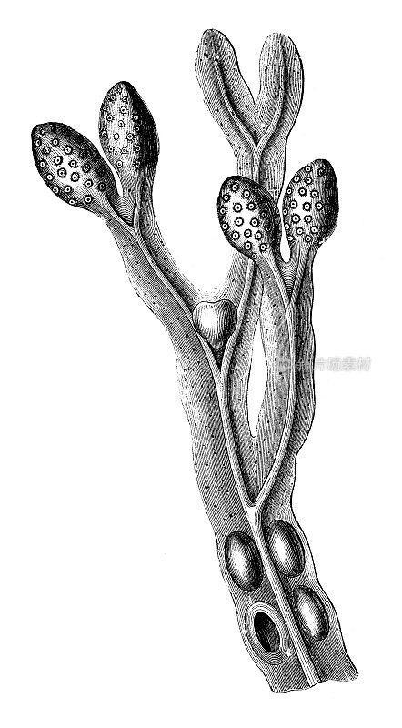 古董雕刻插图:墨角藻，膀胱裂，黑唐，海橡树