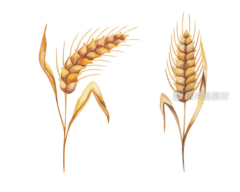 手绘的水彩插图金黄色的黑麦的耳朵，小麦的穗与叶子。带粒部分的植株。农田里的庄稼。秋天的收获。孤立的食物剪贴画