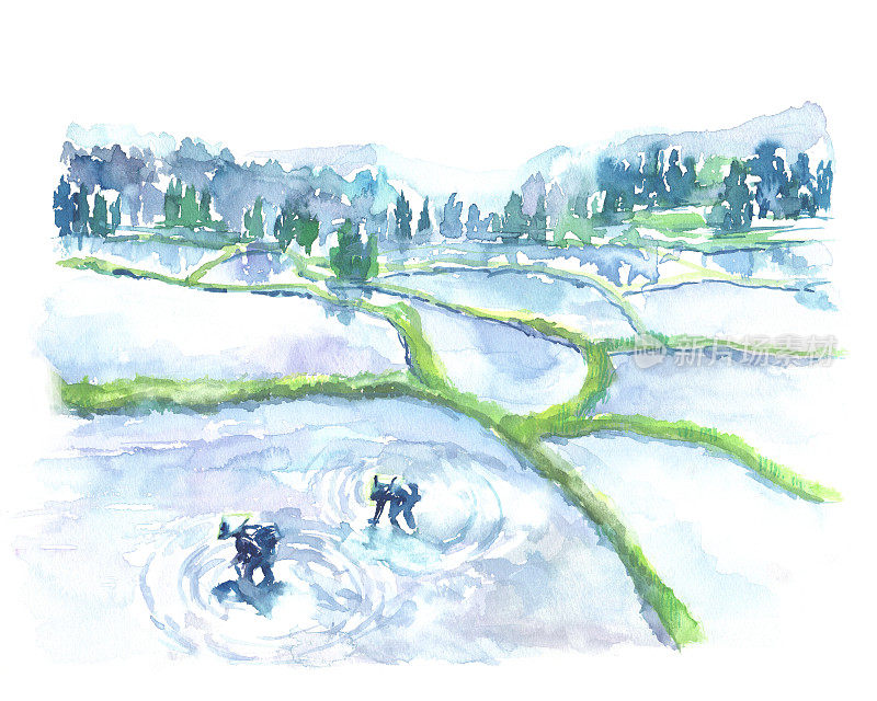 水彩画水稻种植景观插画