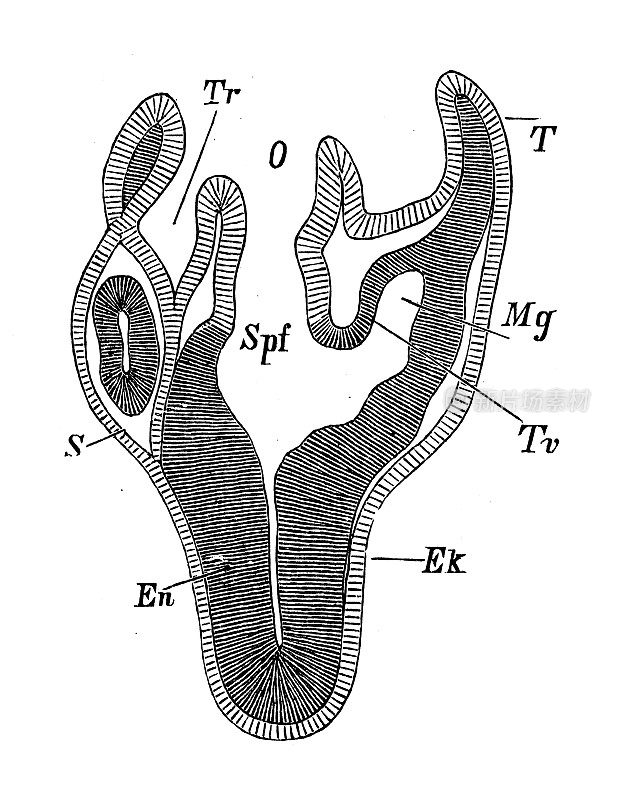 古代生物动物学图像:蛇形虫