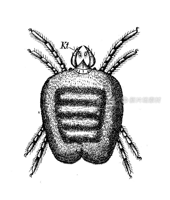 仿古生物动物学图像:全绢绢绢蛛