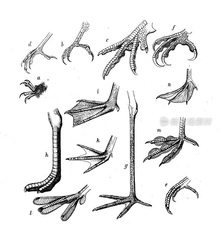 古董生物动物学图像:各种鸟脚