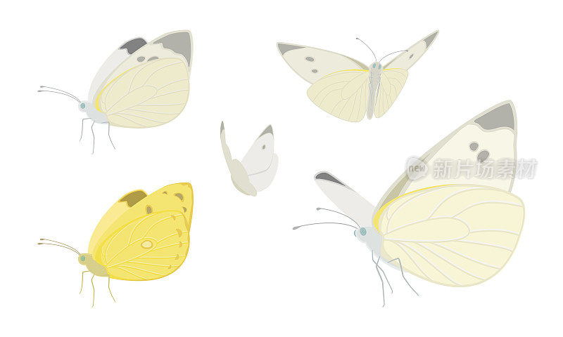 矢量插图飞行的白色和黄色蝴蝶孤立的背景。