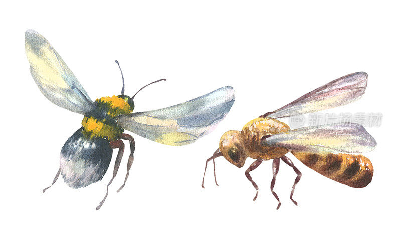水彩大黄蜂在飞行和蜜蜂，手绘夏季插图。白色背景上隔离的昆虫。