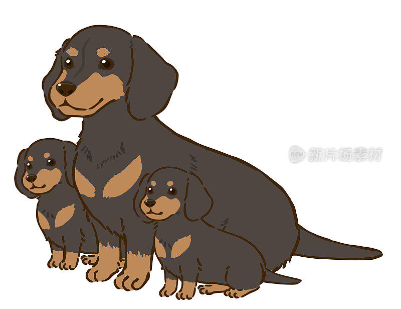 腊肠犬父母和孩子(光滑的皮毛，黑色和棕色)