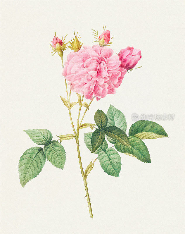 复古玫瑰。皮埃尔·约瑟夫·雷奥多斯摄于1821年的植物插图