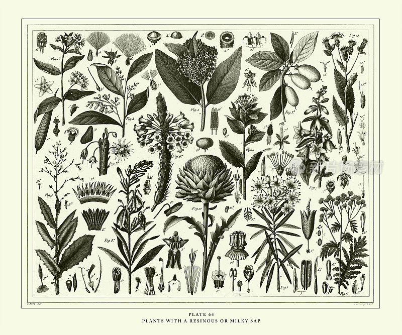 雕刻古董，植物与树脂或乳白色树液雕刻古董插图，出版1851年