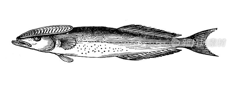 古董海洋动物雕刻插图:鮣鱼，吸盘鱼