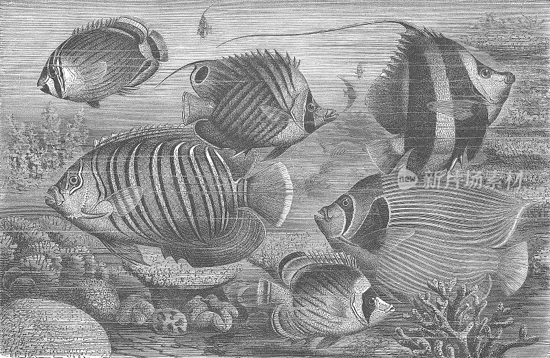 外来热带鱼——1878年雕刻