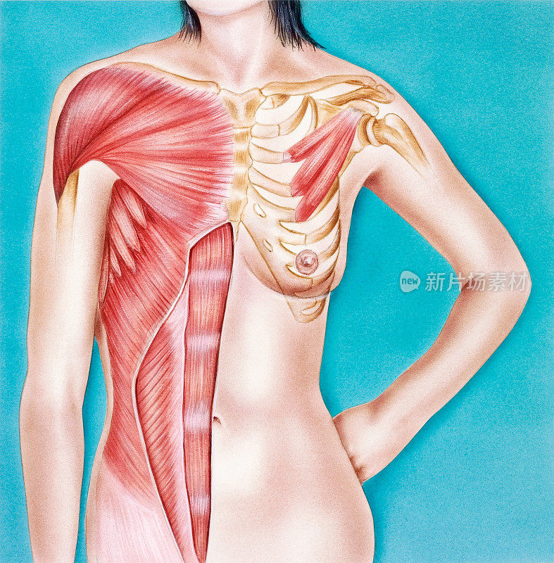躯干-女性，肌肉系统正面视图