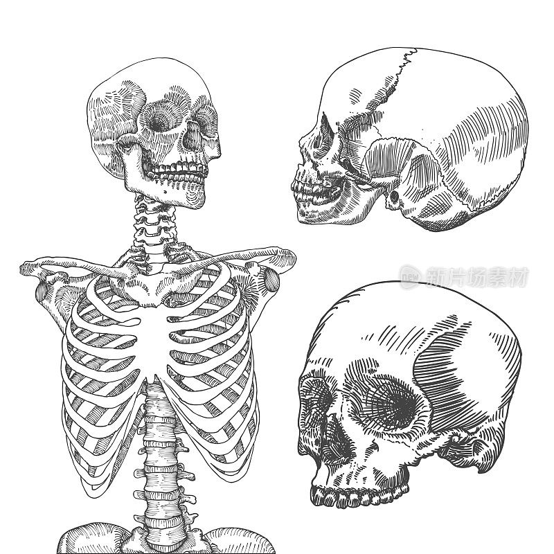 手画解剖医学人体胸腔与三个头骨。在白色背景上。专为t恤印花设计。矢量插图。