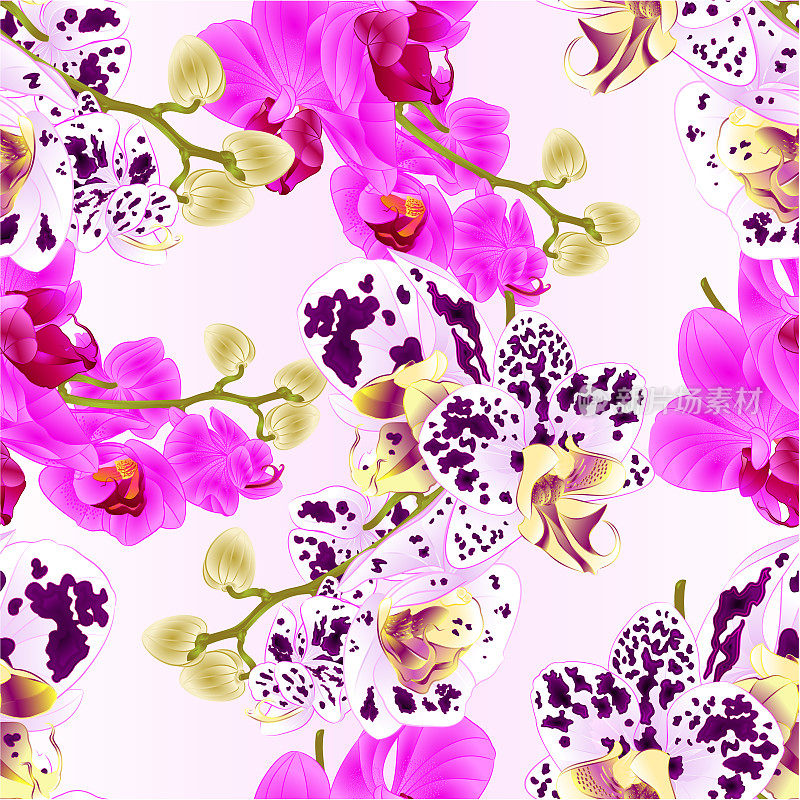 无缝纹理茎与花和芽美丽的兰花紫色和斑点蝴蝶兰特写复古矢量编辑插图