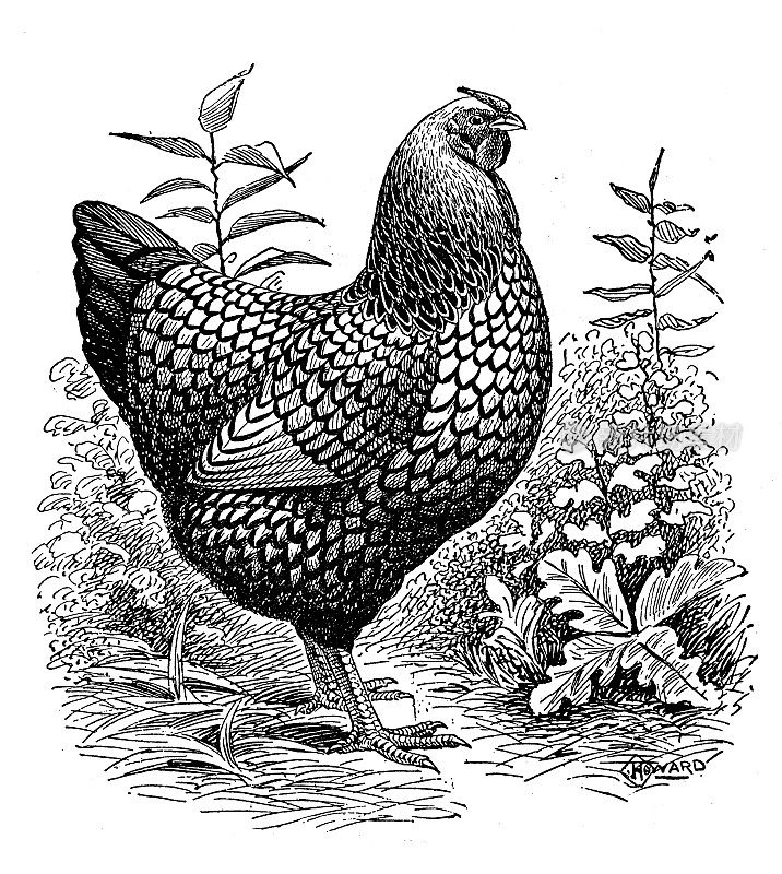 古董插图银花边怀恩多特pullet