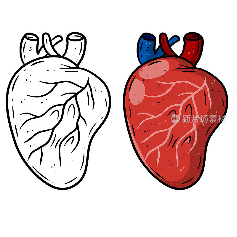 的心。人体内部器官。医学和心脏病。教科书和医学教育的元素。动脉和红静脉。卡通插图草图。将血液泵入全身