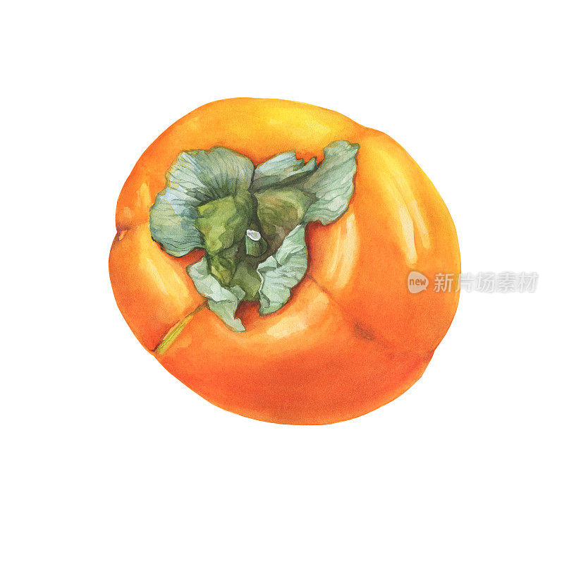 成熟的完整的橘黄色柿子果实(又称柿、金苹果、沙伦或金苹果)。手绘植物水彩画插图孤立的白色背景