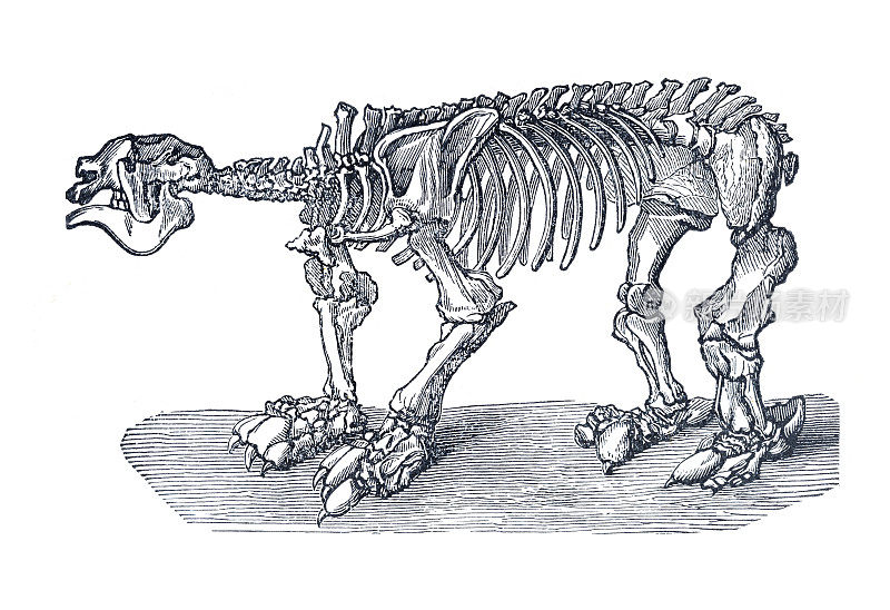 灭绝的大地懒骨架图，1886年