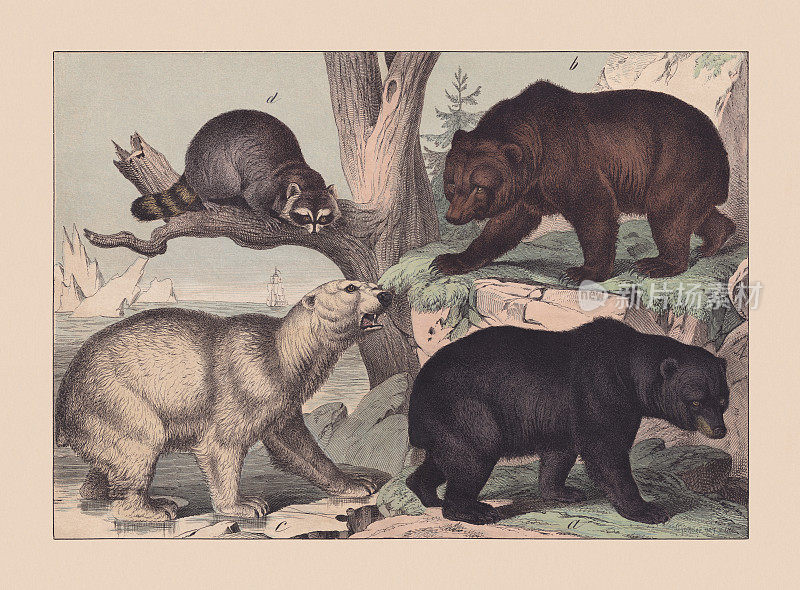“捕食者”(熊科)，手工彩色石版，1869年出版