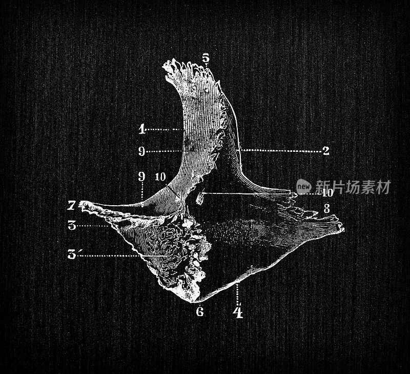 人体解剖骨骼古董插图，头骨:颧骨，颧骨，颧骨